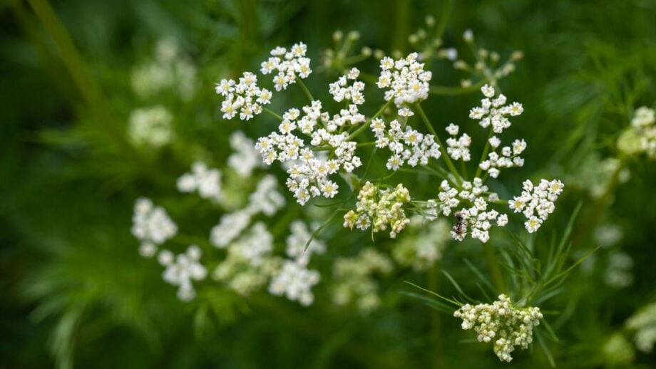 Spring Cumin How to Plant, Grow, and Care for Cumin