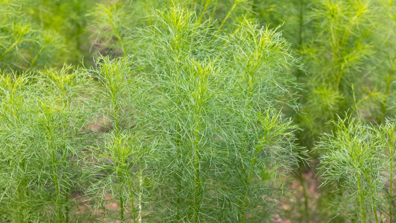 A close up on an area with Cuminum cyminum plants, appearing to have fluffy tops with feathery leaves with a bright green color