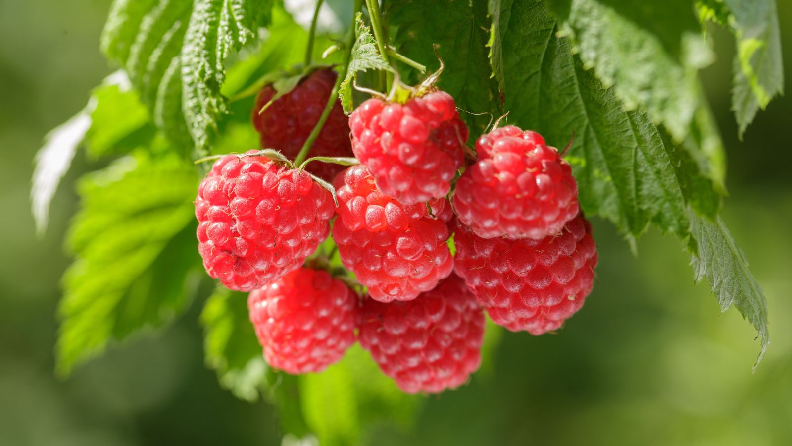 A close-up shot of a composition of clusters of vibrant, ripe, red fruits and their green foliage, showcasing how to grow raspberry in a raised bed