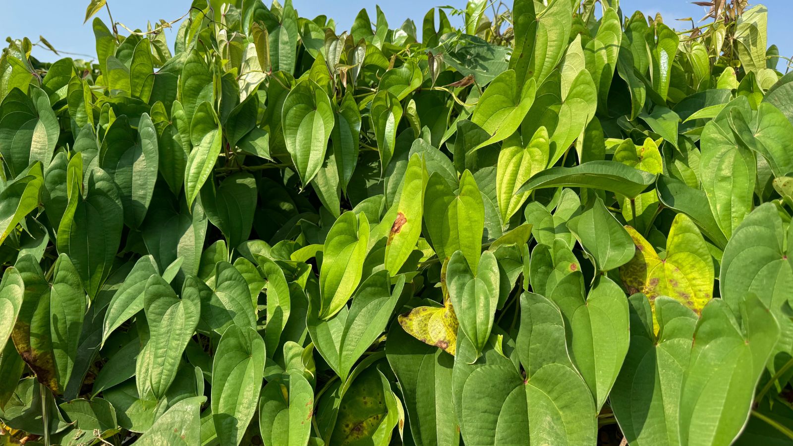 A close-up shot of a large composition of developing green leaves of a yam crop, all basking in bright sunlight outdoors