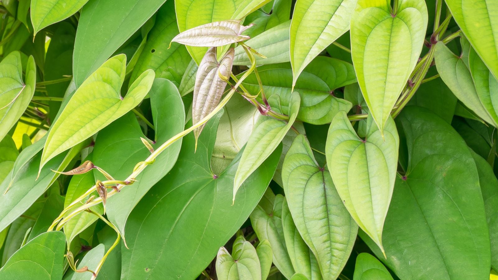A close-up shot of a large composition of developing leaves and vines of a yam crop, all situated in a well lit area outdoors