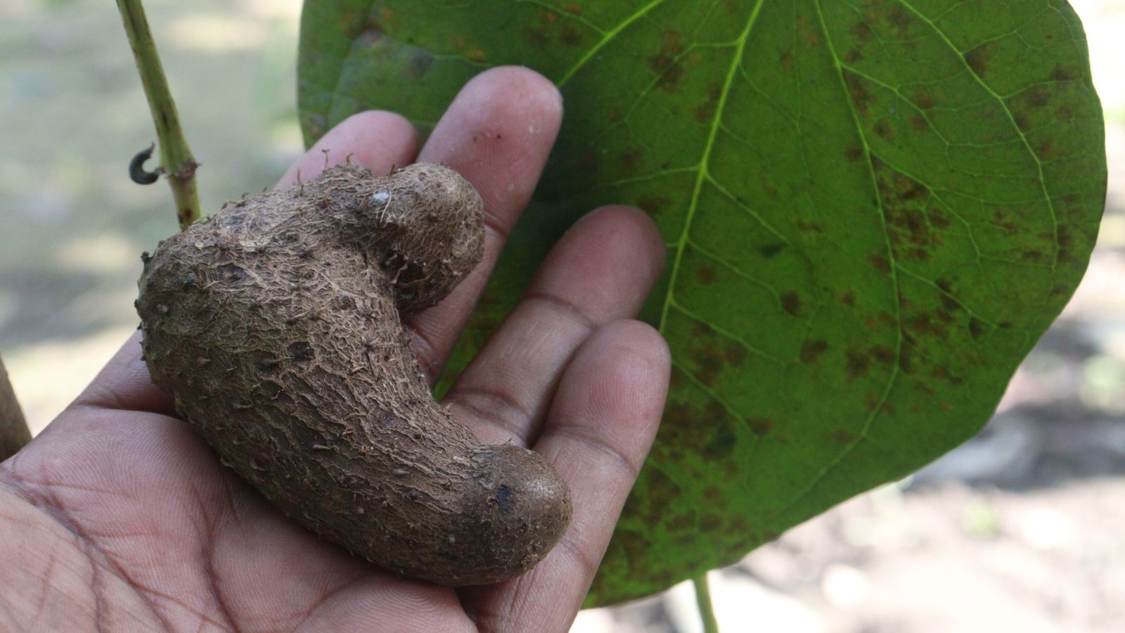 A close-up shot of a person in the process of holding and inspecting a developing brown colored crop, all situated in a well lit area outdoors