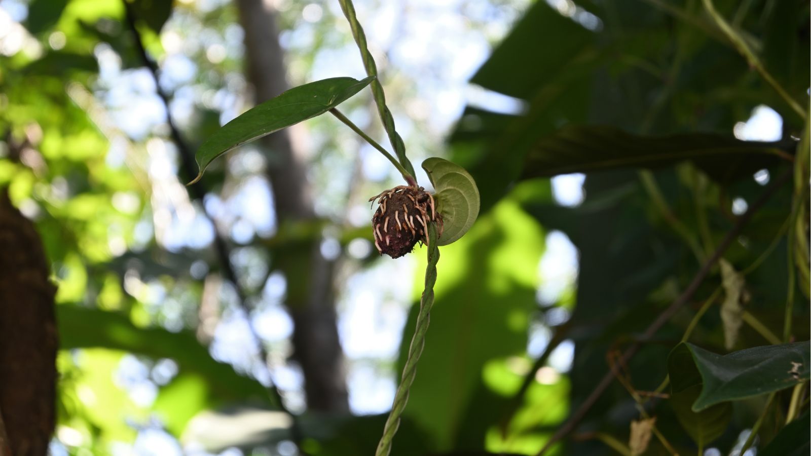 A close-up shot of a small developing aerial tuber of a yam, all growing alongside its vines and leaves in a well lit area outdoors