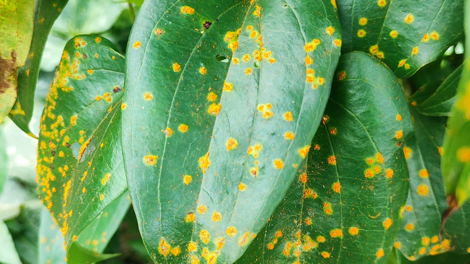 A close-up shot of several green leaves of a yam crop, covered in a fungal disease, all situated in a well lit area outdoors