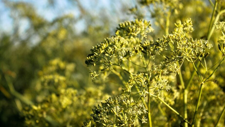 Spring Cumin How to Plant, Grow, and Care for Cumin