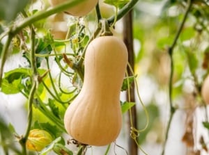An area with growing butternut squash, appearing to have large crops dangling from the trellis surrounded by bright green foliage