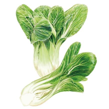 Bok Choy Choko Seeds