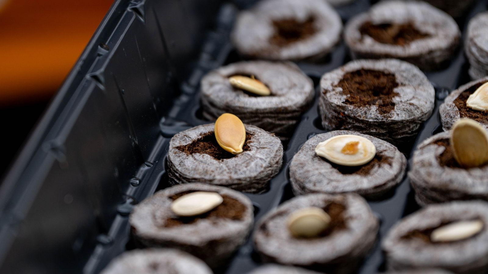 Cucurbita moschata seeds to be started, a piece placed on each brown cell with a round shape placed in a tray