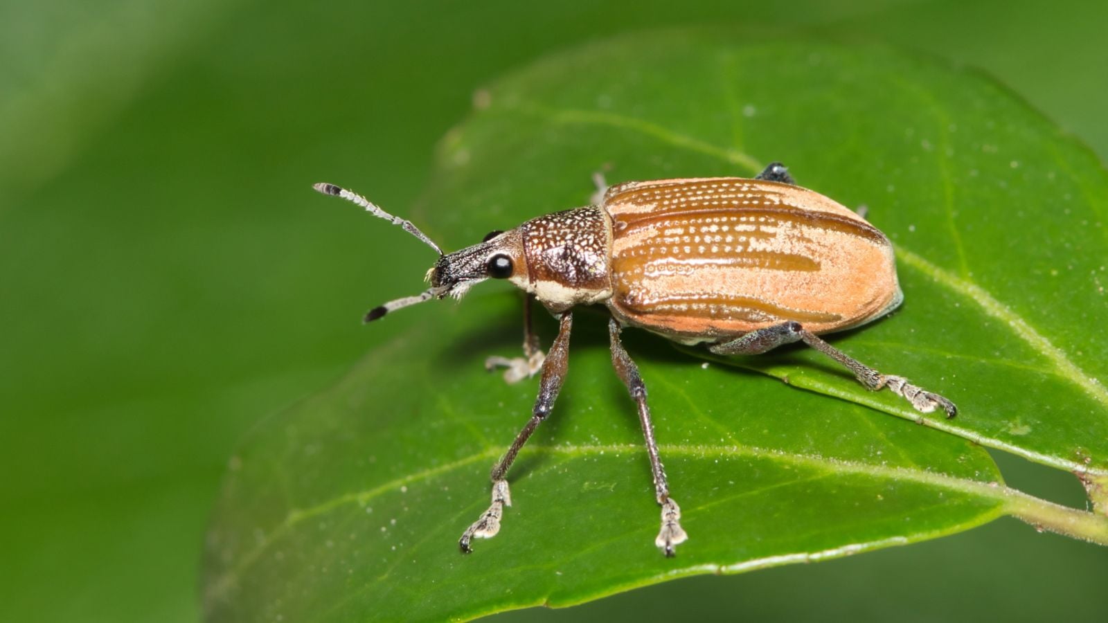 A close-up shot of a small light-brown colored and stiped insect called the Diaprepes weevil, crawling on top of a green leaf in a well lit area outdoors
