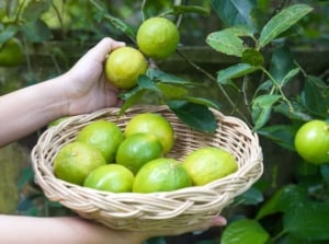 A person holding a basket near a Lime tree appearing to harvest the fruits from the lovely plant with vibrant green foliage
