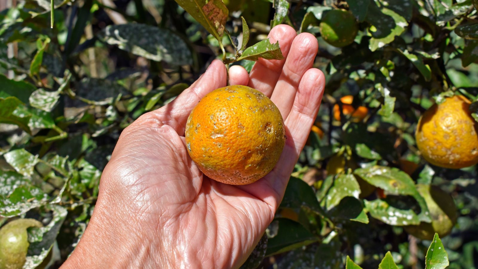 A person holding their bare hand to hold a Rangpur fruit appearing to have an orange color with textured skin