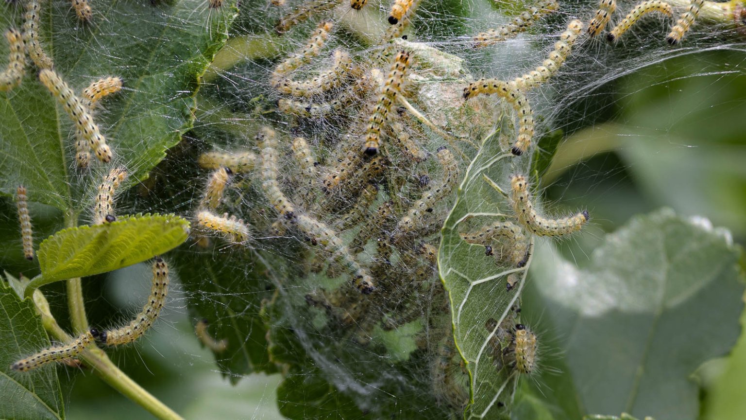 How to Identify and Get Rid of Codling Moth