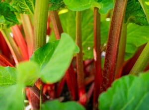 Close up of rhubarb stalks