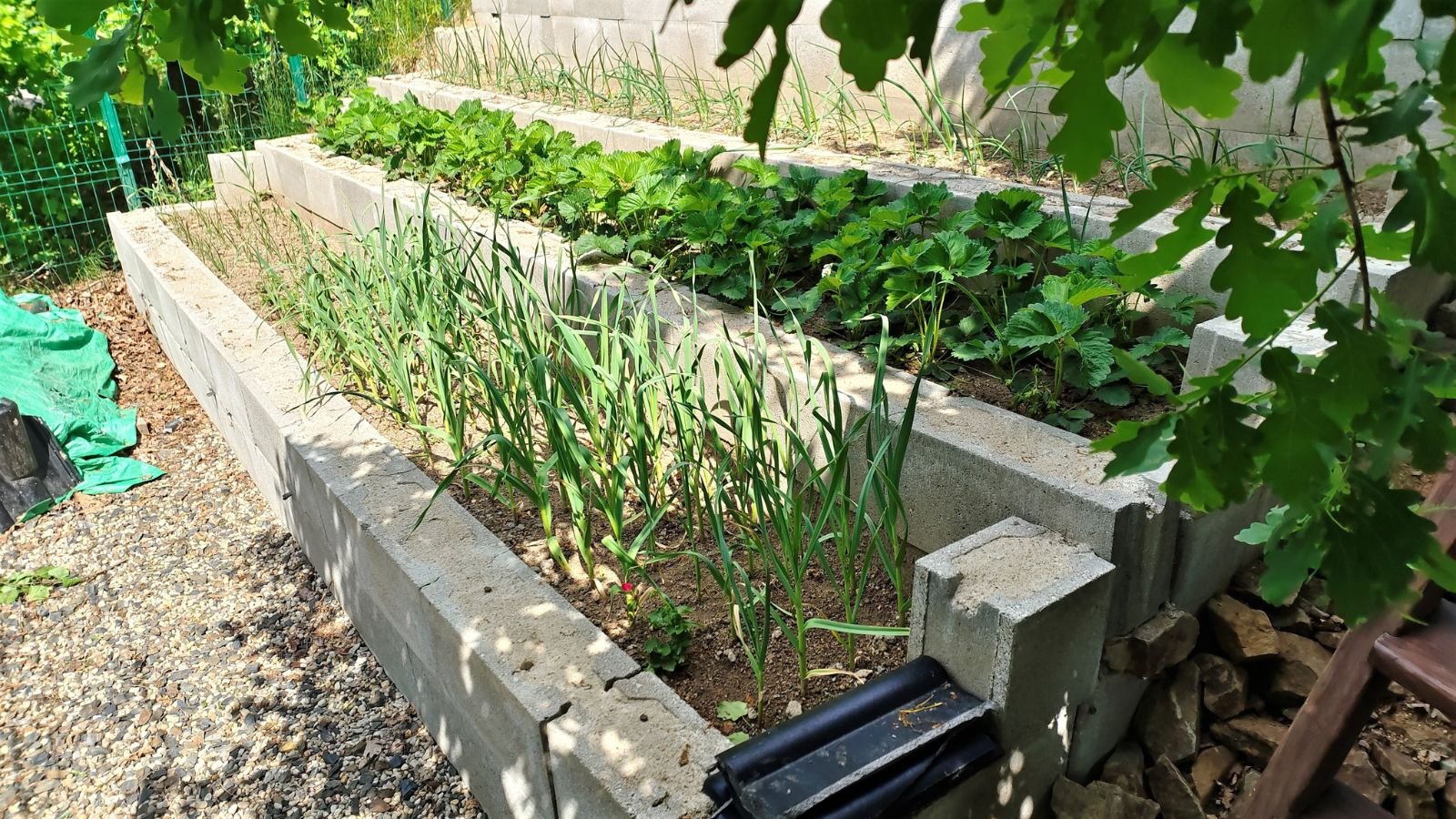 A close-up and overhead shot of terraced and landscaped containers, all filled with soil and developing crops in a well lit area outdoors
