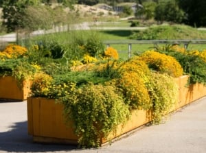 A shot of a composition of solid large containers, fileld with plants and flowers, showcasing raised bed on concrete