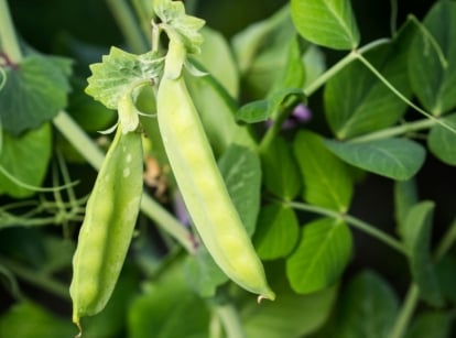 A close up shot of Growing snow peas appearing to have bright green vines, leaves and pods placed somewhere with bright light