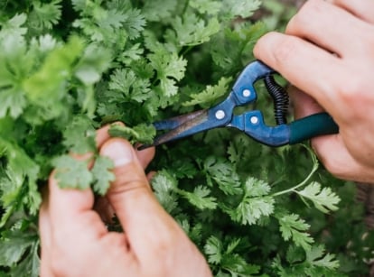 A person using hand and pruners to show How to harvest cilantro, appearing to trim the feathery leaves that look bright green under the light