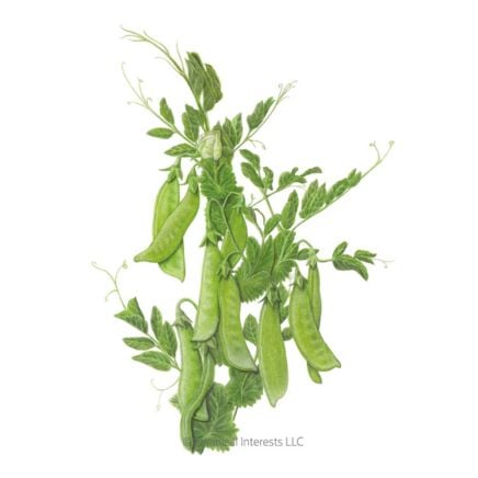 https://shop.epicgardening.com/products/mammoth-melting-snow-pea-seeds