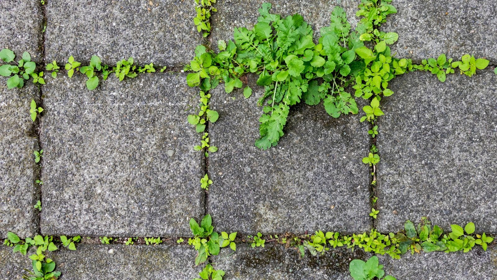 On overhead shot of a pavement with several developing weeds in between