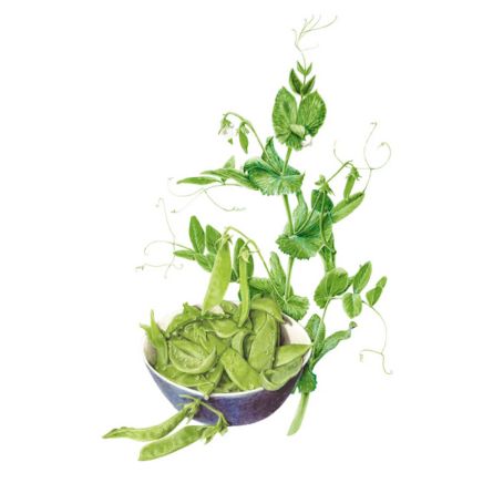 Oregon Sugar Pod II Snow Pea Seeds