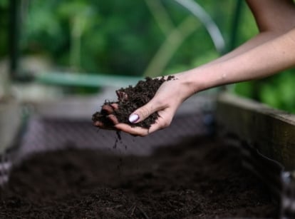 Organic raised bed soil held by a woman using their bare hand with the soil looking dark brown and damp with greens in the background