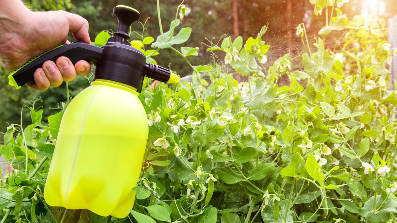A pea plant affected by a disease, and a gardener spraying them to treat the disease