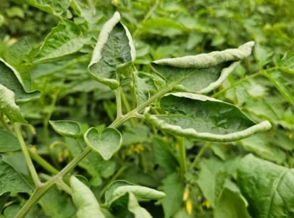 A plant exhibiting tomato leaf curl appearing to have bright green foliage with dried edges on the leaves and stems placed somewhere with sunlight