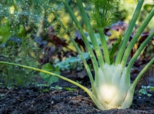 A close-up shot of a developing crop called fennel
