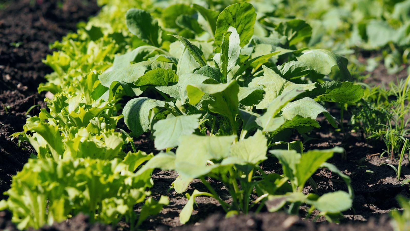 A close-up shot of a large composition of developing intercropped herbs and vegetables, all situated in a well lit area outdoors