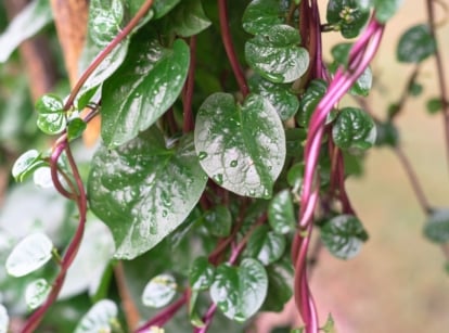 A close-up shot of a large composition of vining crops showcasing its purple stems and green heart-shaped leaves of the malabar spinach
