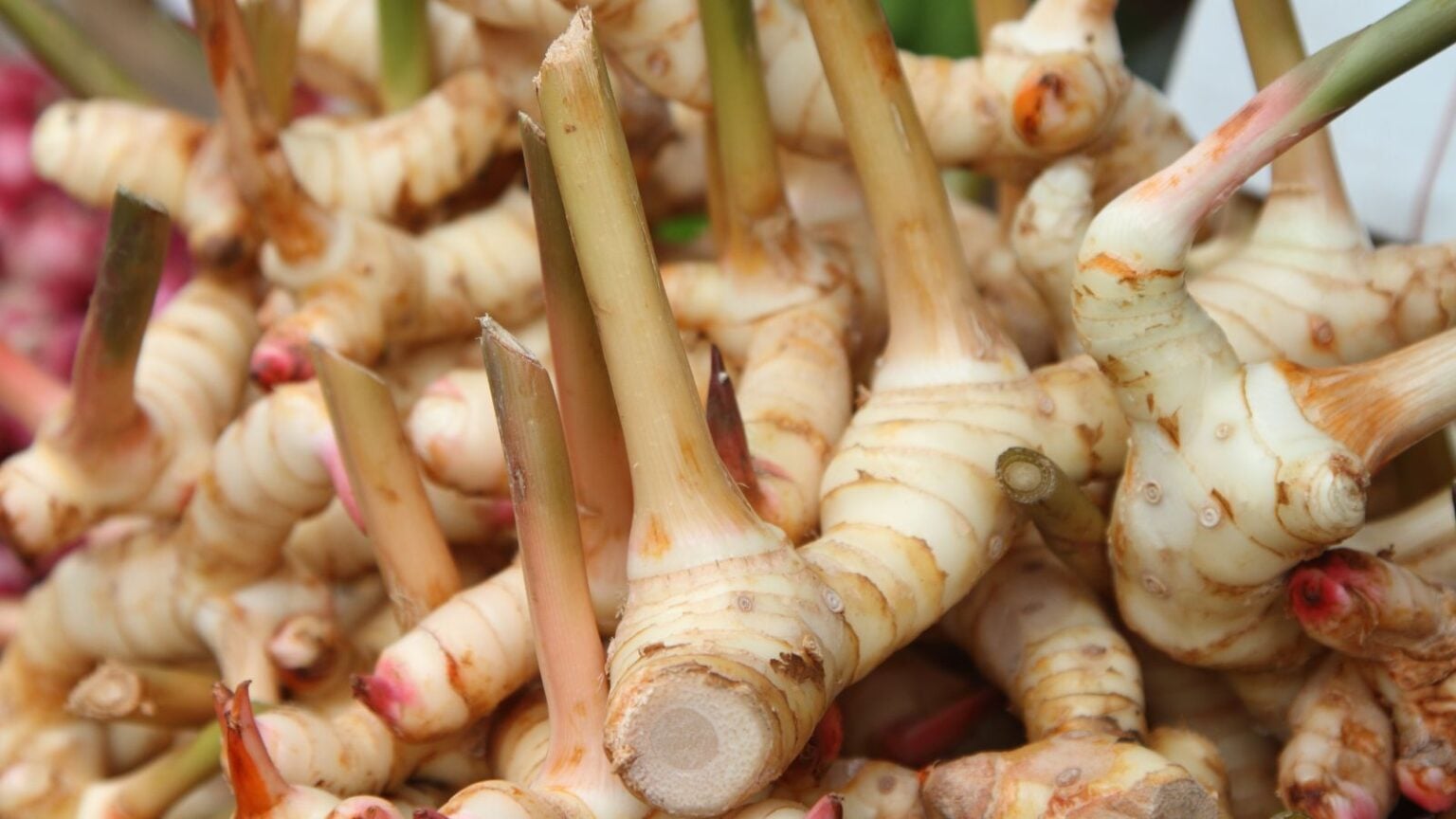 How to Plant, Grow, and Care for Galangal