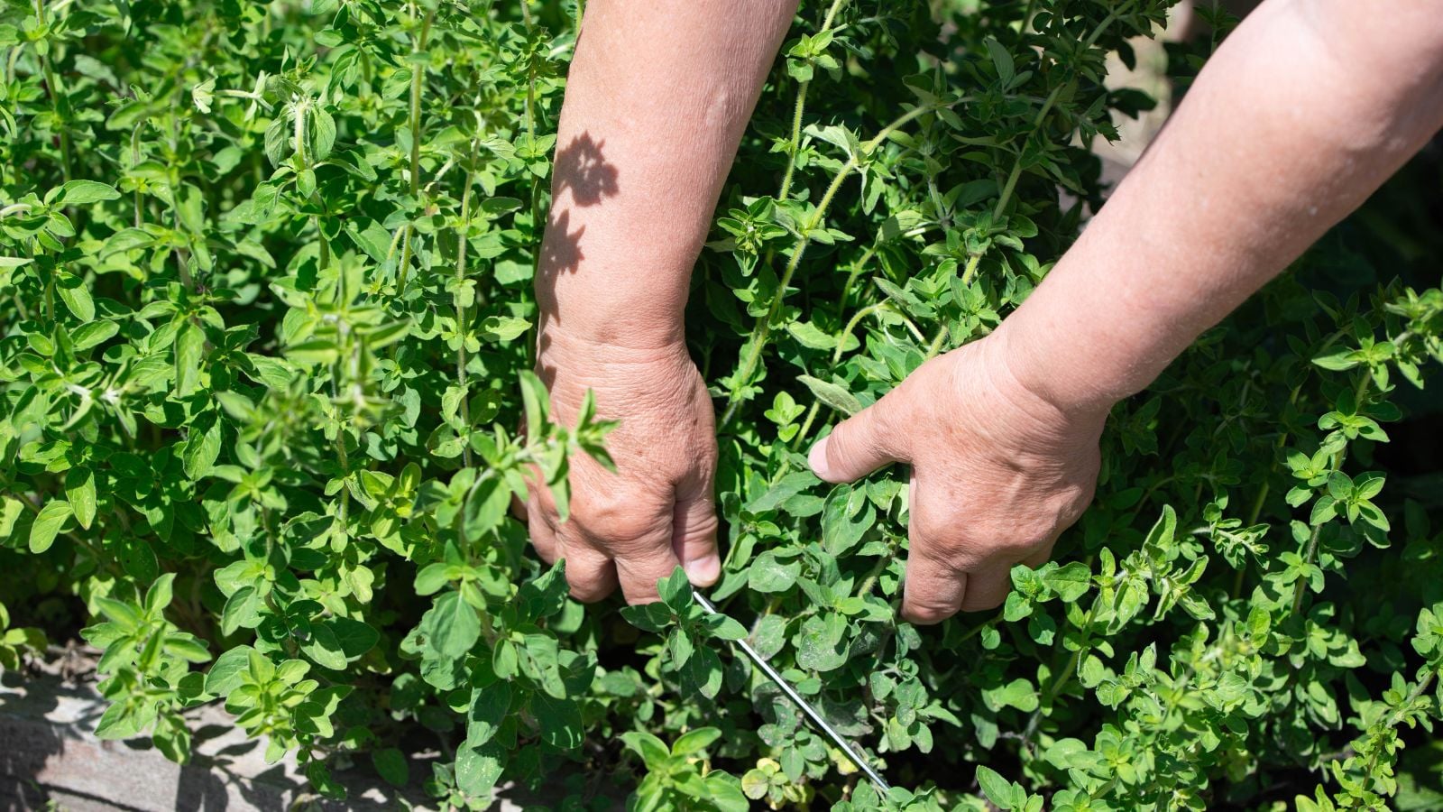 An overhead and close-up shot of a person in the process of picking fresh aromatic herbs, all situated in a well lit area outdoors
