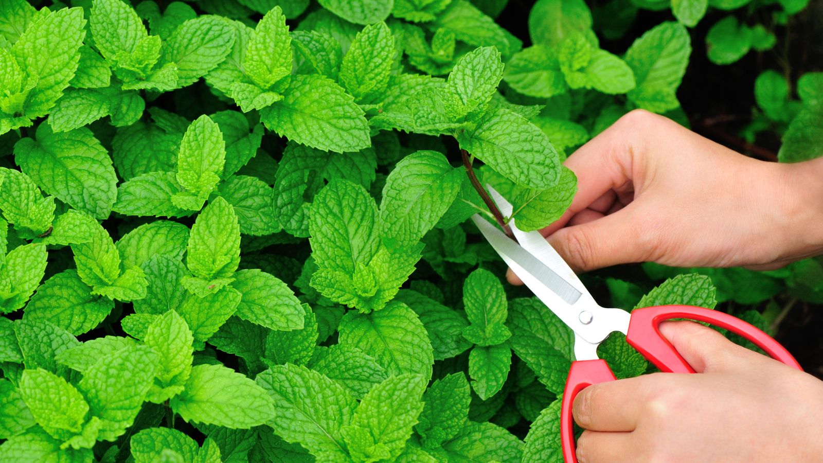 An overhead and close-up shot of a person's hand collecting leaves of  an herb using hand scissors