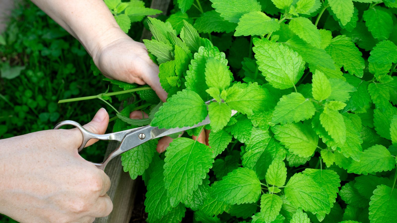 A close-up and overhead shot of a person in the process of harvesting aromatic herbs