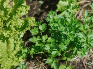An overhead shot of an herb developing alongside a leafy green lettuce, all situated on rich soil, showcasing cilantro companion plants