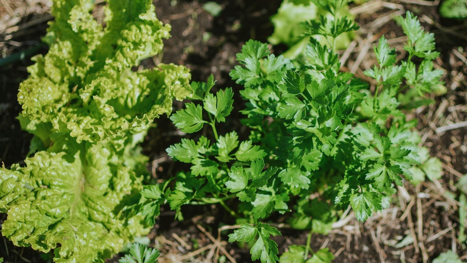 An overhead shot of an herb developing alongside a leafy green lettuce, all situated on rich soil, showcasing cilantro companion plants