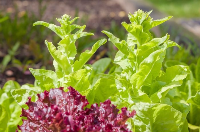 Multiple pieces of lettuce bolting, appearing to have bright green leaves with other plants surrounding it, placed under warm sunlight