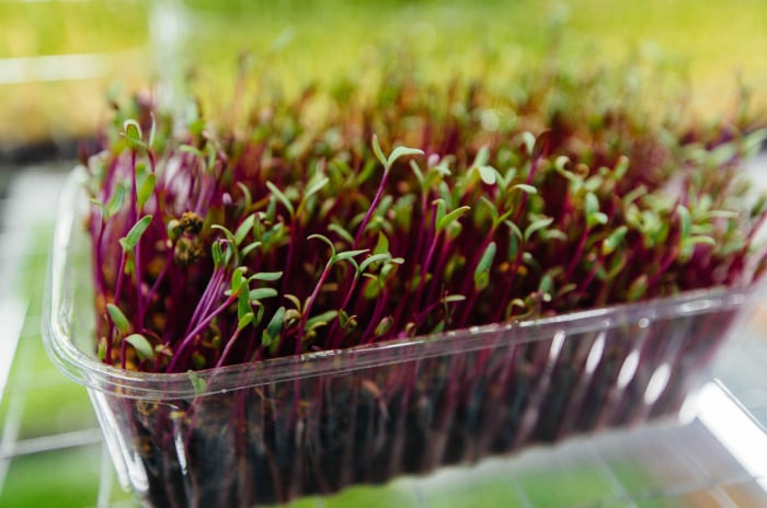 Growing beet microgreens in a tray under grow lights.