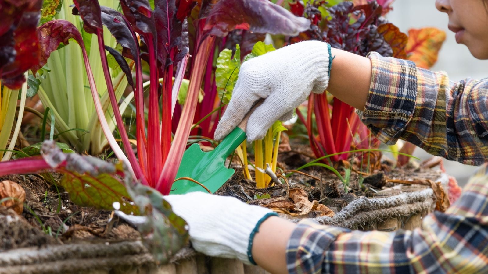 A close-up shot of a person in the process of harvesting red-purple colored leafy greens, all placed on a garden bed in a well lit area outdoors