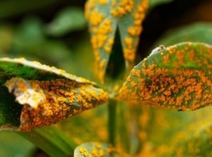 A close-up shot of leaves and stems of a plant, covered in orange spores, showcasing the severity of the rust fungus