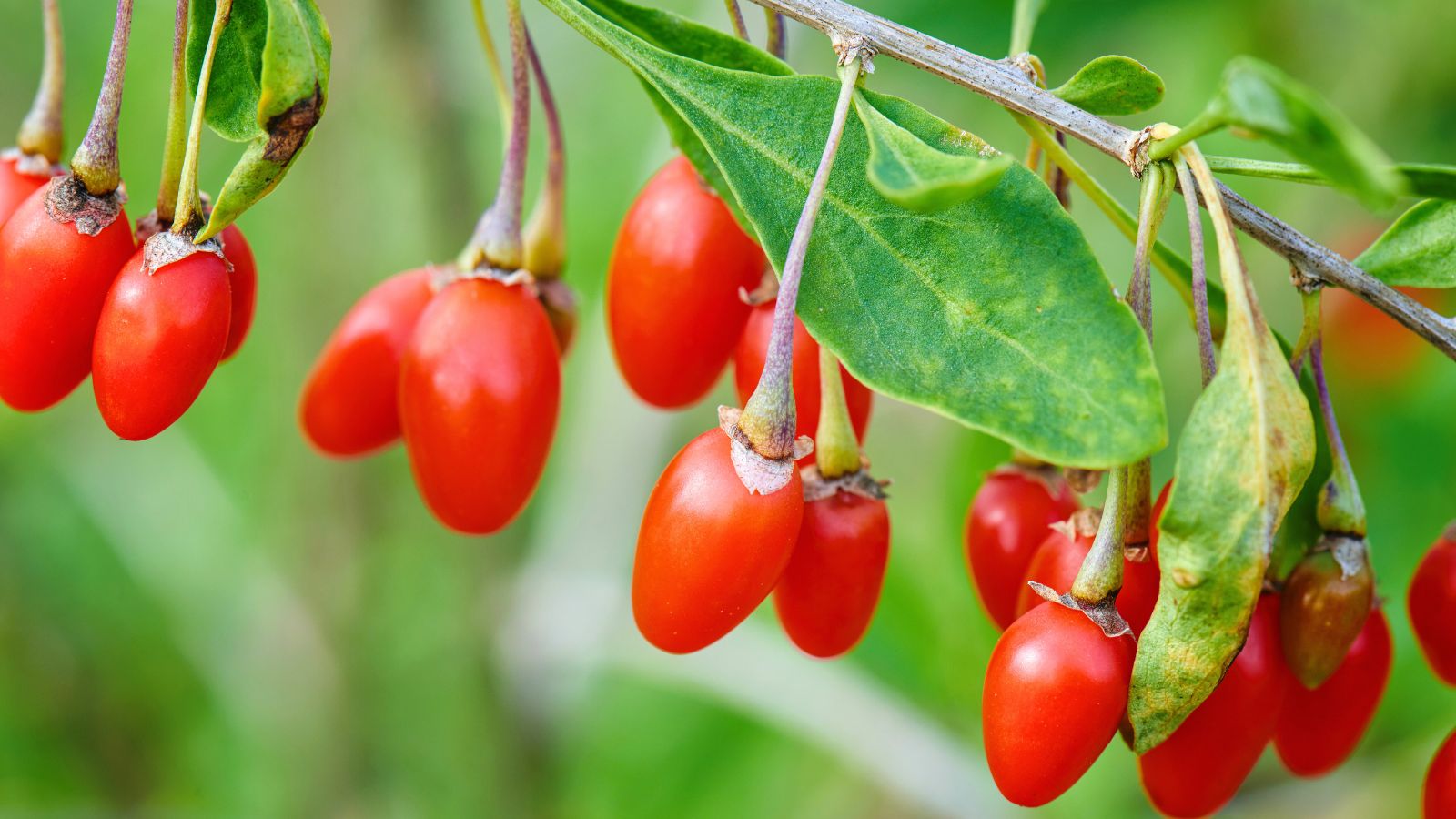 thumbnail image 2 of 3 Rooted Goji Berry Plants - Cold Resistant Outdoor Shrubs 2 of 3