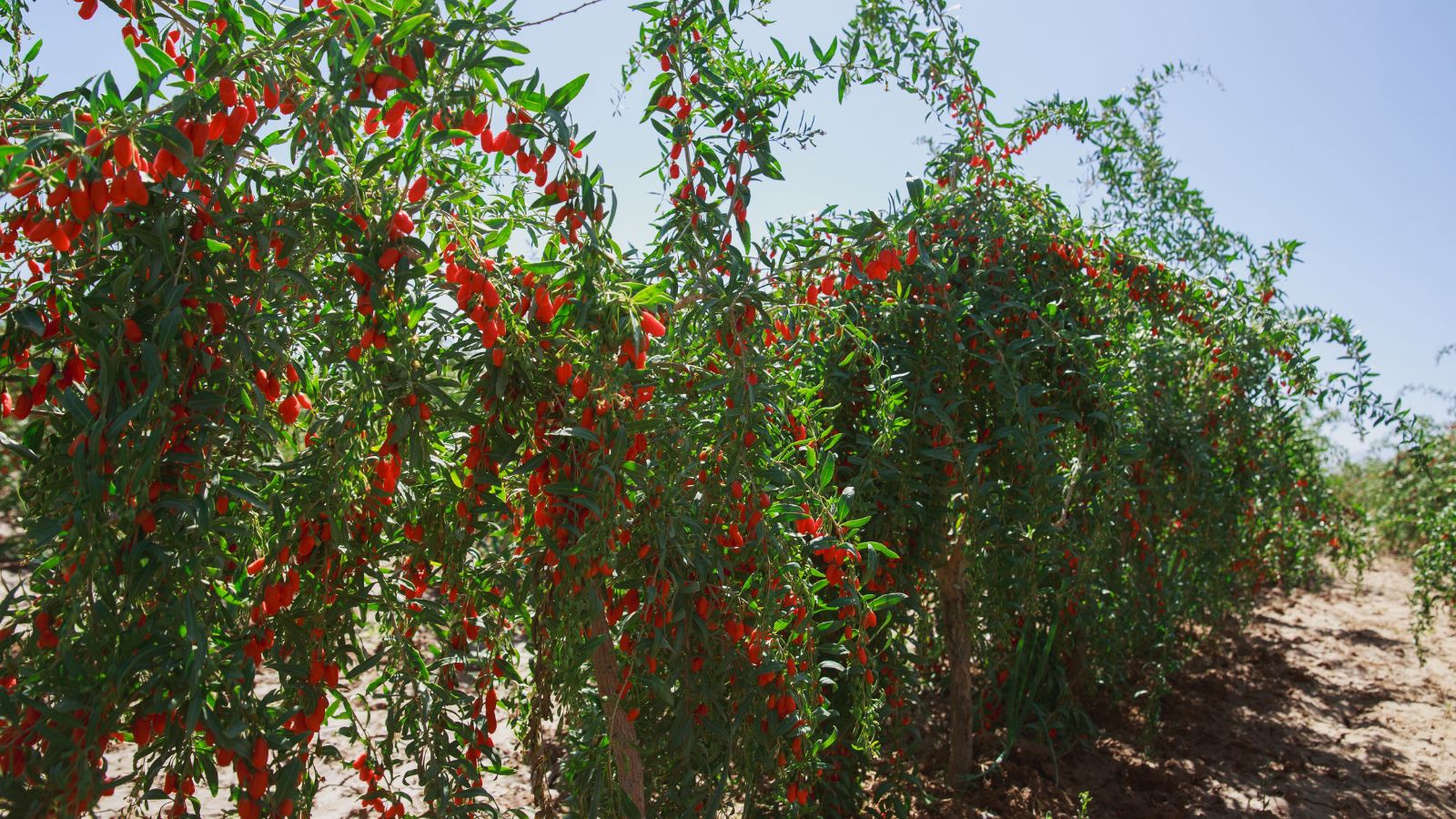thumbnail image 2 of 3 Rooted Goji Berry Plants - Cold Resistant Outdoor Shrubs 2 of 3
