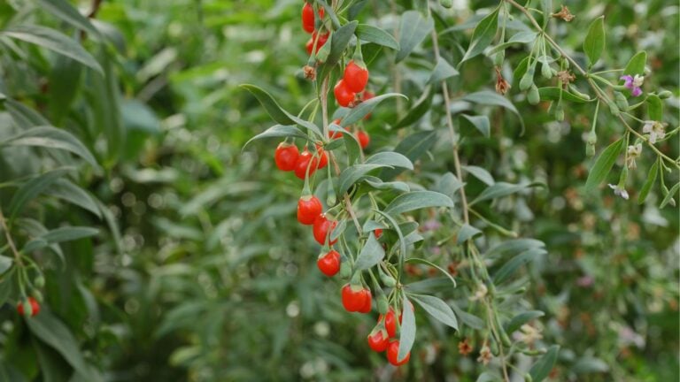 How to Plant, Grow, and Care for Goji Berry
