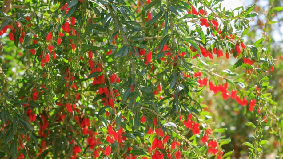 How to Plant, Grow, and Care for Goji Berry