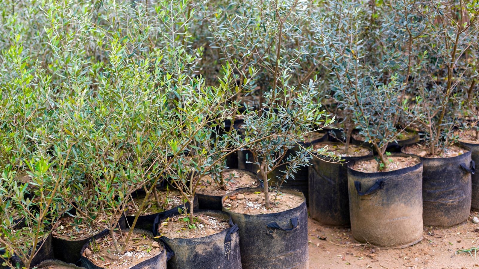 A shot of a group of potted fruit-bearing plants, all situated in a well lit area outdoors