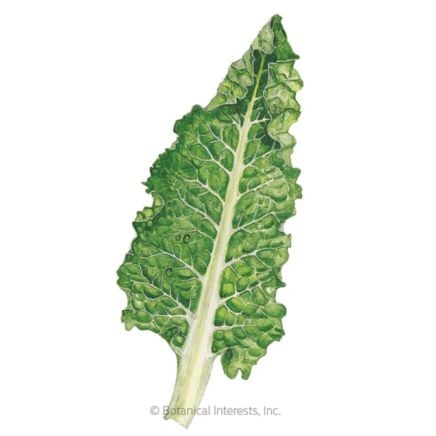 Fordhook Giant Swiss Chard Seeds