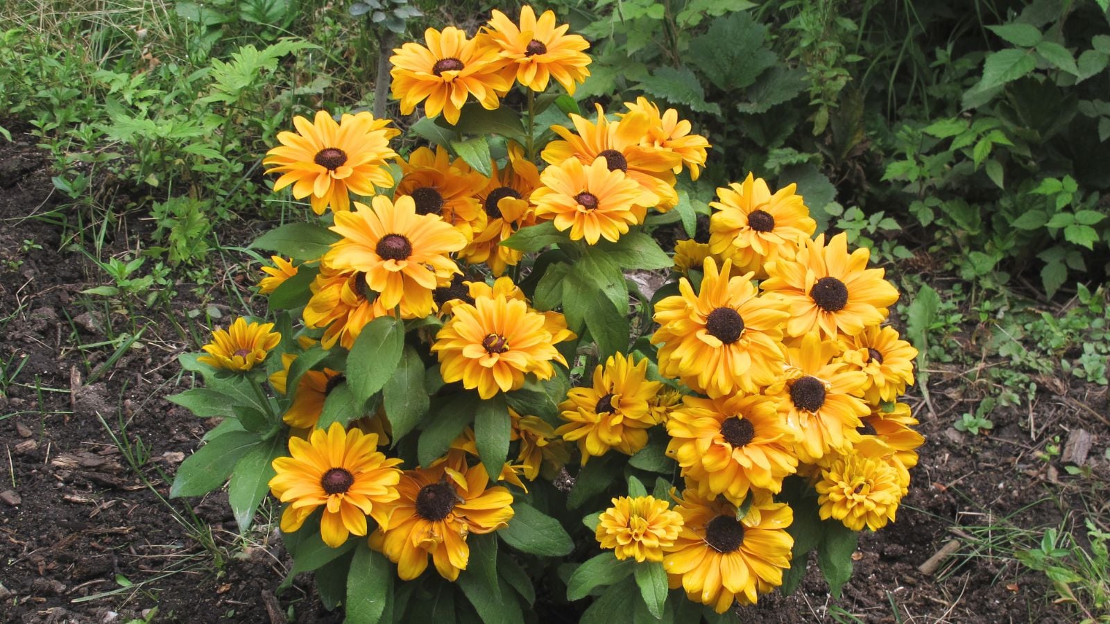 A close-up shot of a small composition of blooming gold rudbeckia flowers, a fungal disease resistant cultivar, all situated in a well lit area outdoors