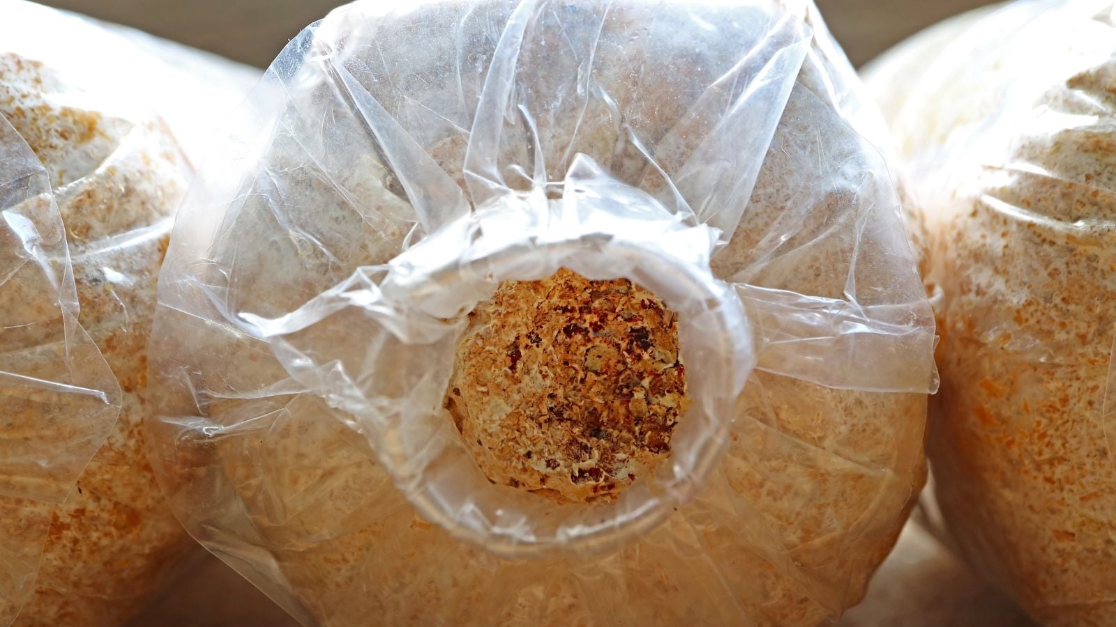 A block of Hardwood Sawdust placed in separate bags appearing clear placed under bright light