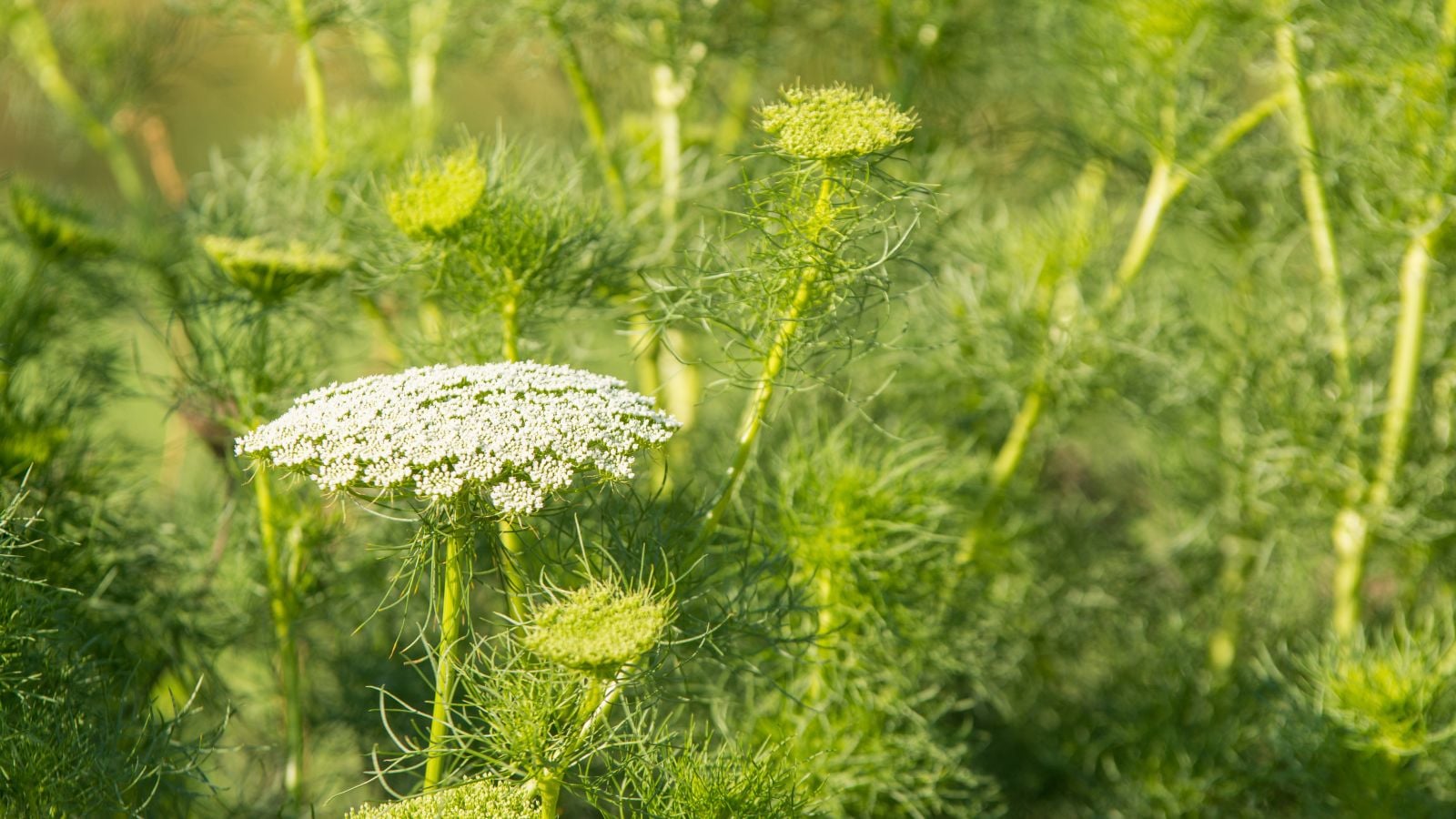 An area covered in Pimpinella anisum plants, with some pieces appearing to have lovely white flower clusters placed somewhere with warm sunlight