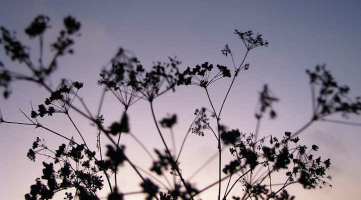 Anise plant